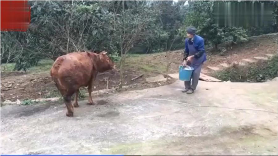 杀牛场实录，背后的故事与争议曝光