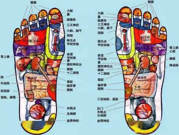 足部反射区示意图揭示，足部健康与全身联系的奥秘