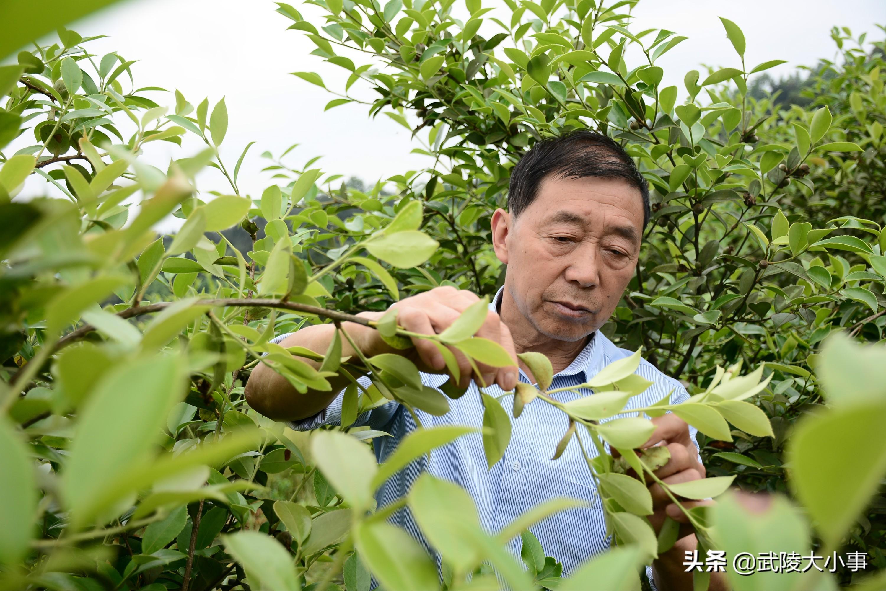 酉阳在线最新房屋出租信息全览