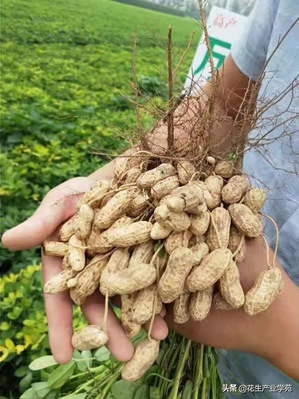 内黄花生米价格动态分析与市场趋势探讨