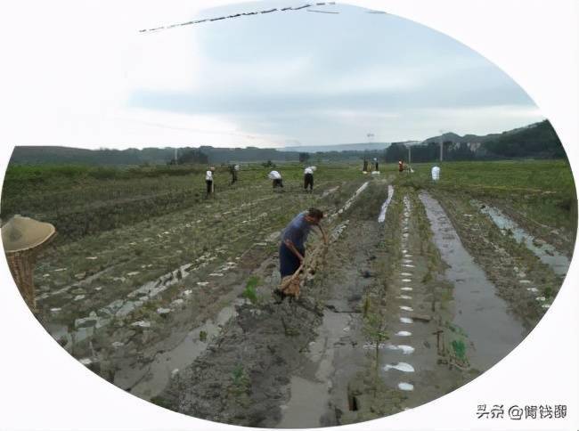 芋头最新高产栽培技巧与要点