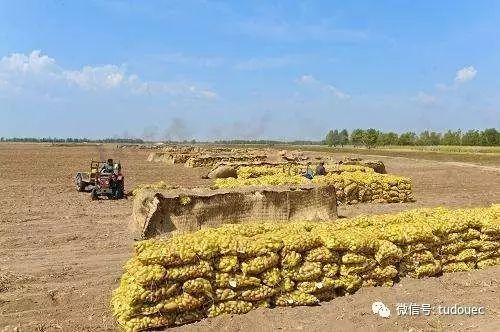 乌兰察布土豆价格最新行情揭秘