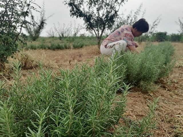 平顶山最新招聘，半天班灵活工作模式探索