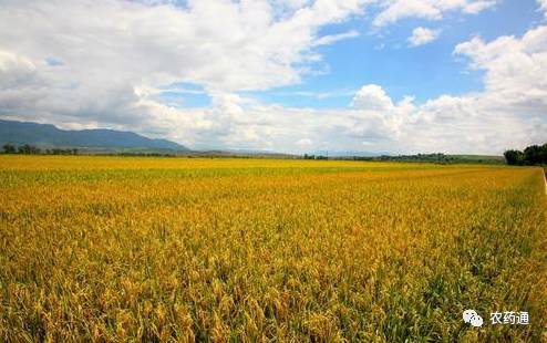 粮食保护价政策最新动态，保障粮食安全，推动农业可持续发展