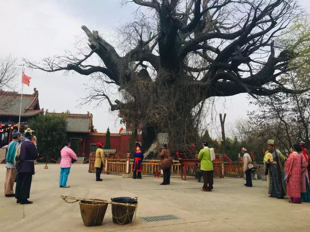 北大槐树片区，城市更新与文化传承的交融之地最新动态