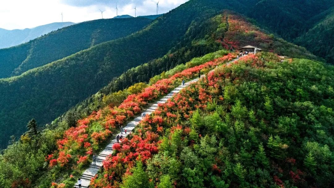 大熊山国有林场绿色发展新篇章，探索与实践项目启动